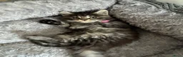 Maine Coon cats for sale: Maine coon kittens  - Advert 9