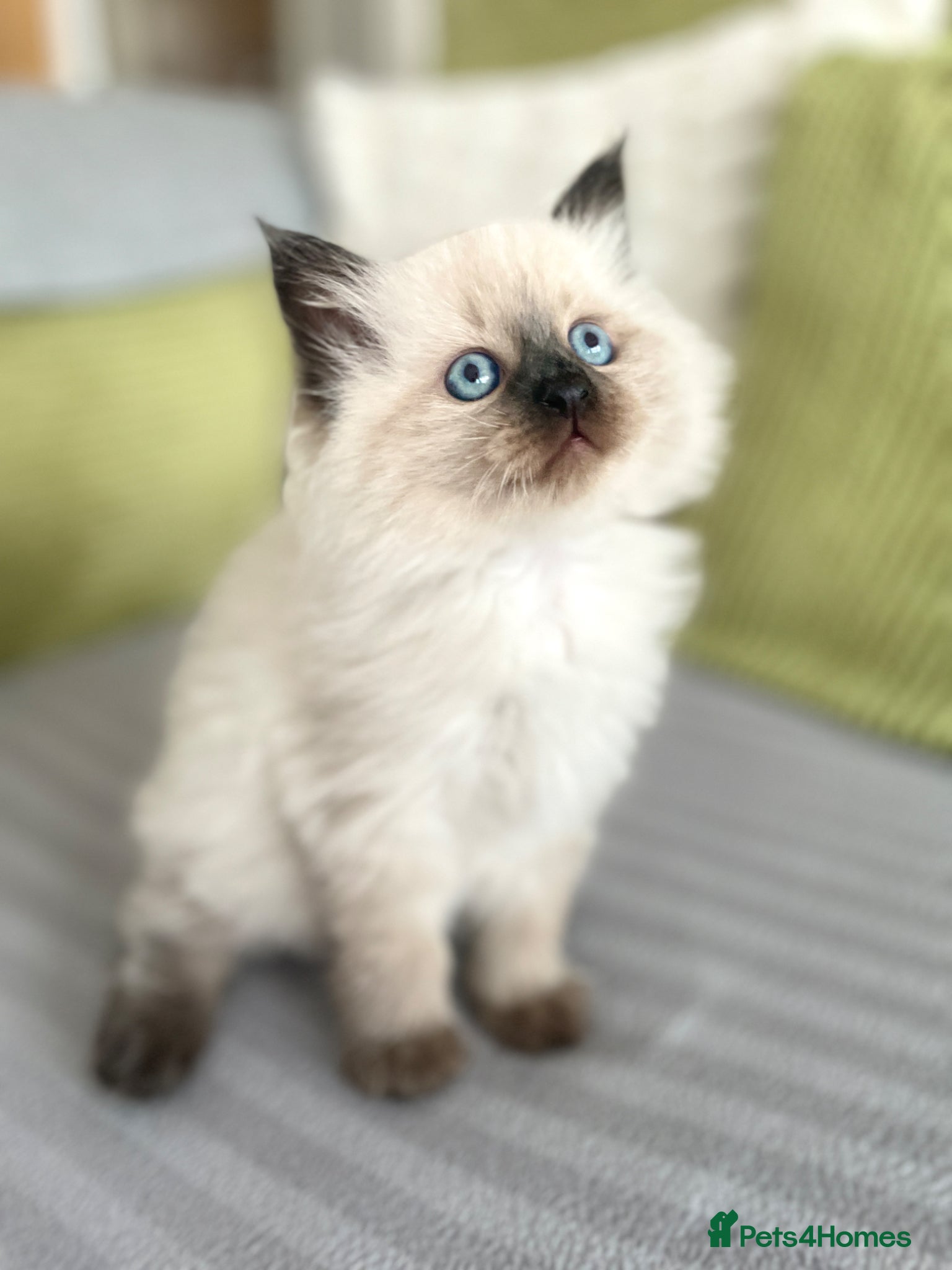 Siberian cats for sale: 2 Pure Neva Masquerade kittens available  - Advert 19