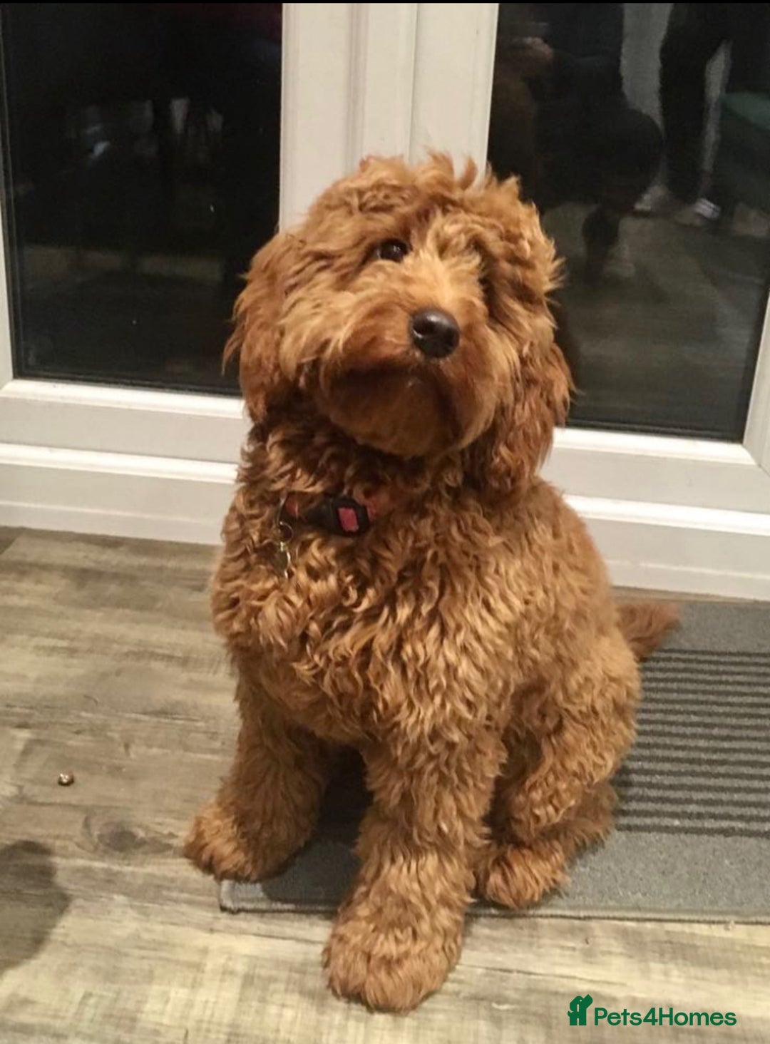 Labradoodle dogs for sale: Health Tested Fox Red (Miniature) Labradoodles - Image 2