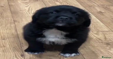 Mixed Breed dogs - Advert 14