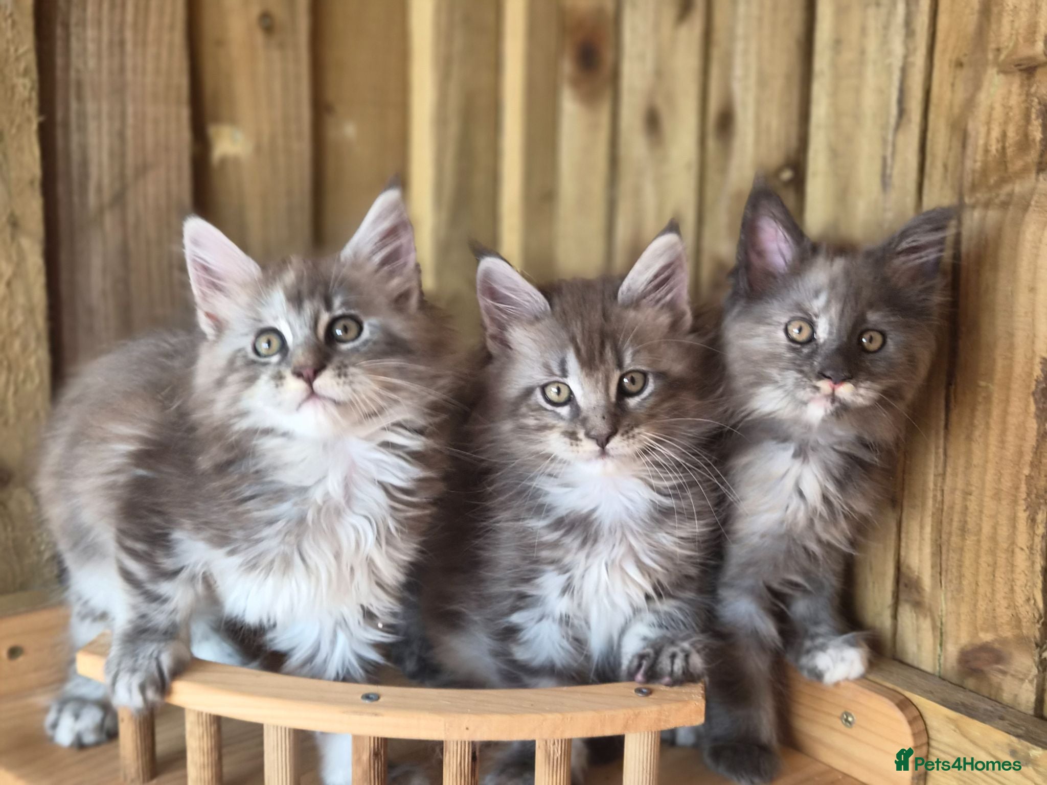 Maine Coon cats Pure Bred Maine Coon Kittens - Advert 1