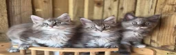 Maine Coon cats for sale: Pure Bred Maine Coon Kittens - Advert 1