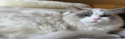 Ragdoll cats for sale: ⭐️ Meet Our Beautiful Ragdoll Babies ⭐️ - Advert 18