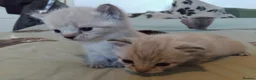 British Shorthair cats for sale: kittens for sale  - Advert 6