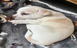 Chorkie dogs for sale: Beautiful chorkie boy.  - Image 7