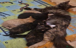 Domestic Shorthair cats for sale: Kittens For Sale - Image 8