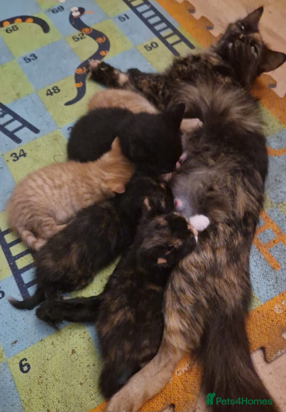 Domestic Shorthair cats for sale: Kittens For Sale - Image 8
