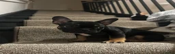 French Bulldog dogs for sale: 10 month old Frenchie🤎 in Scarborough - Advert 9