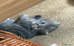 Persian cats for sale: Himalayan Persians - Image 14