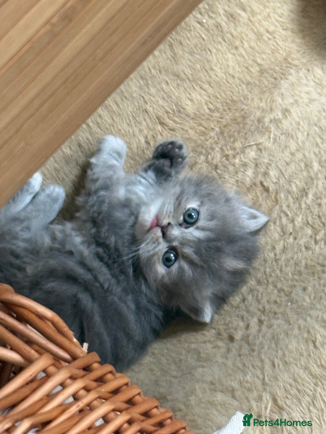 Persian cats for sale: Himalayan Persians - Image 14