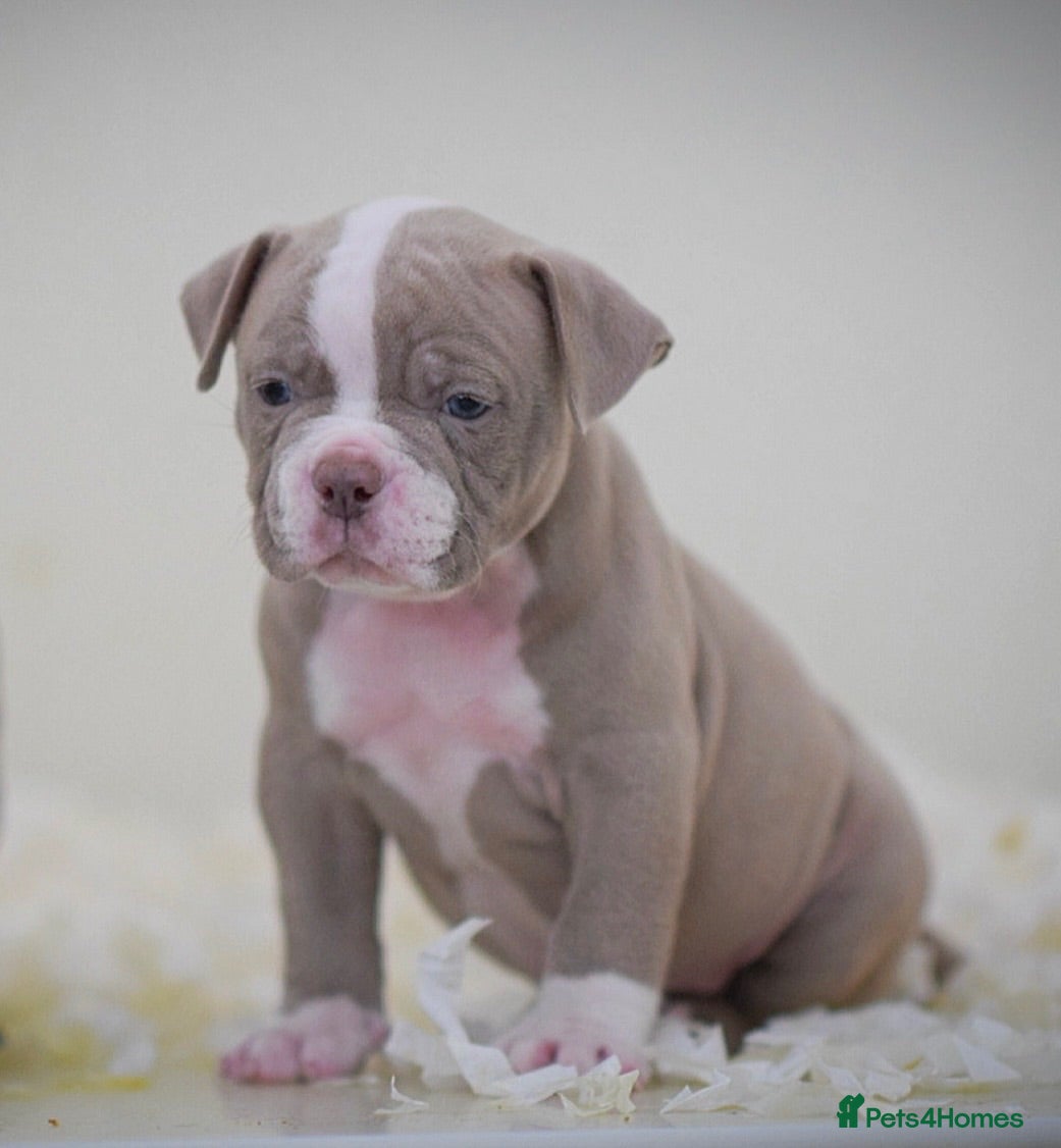 Old Tyme Bulldog dogs 23 years 5⭐️Licensed & Registered uk no1  - Advert 7