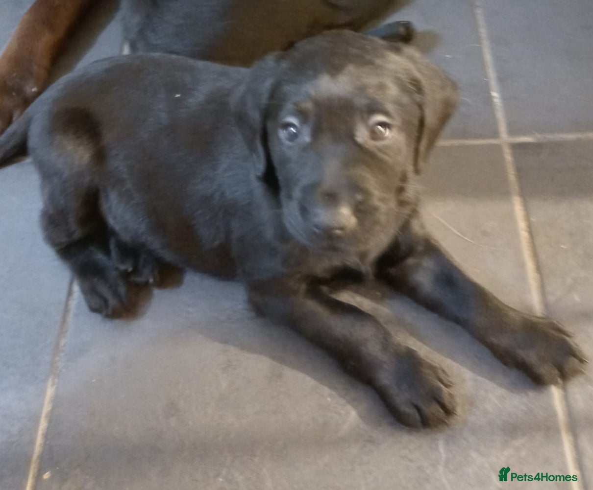 Labrador Retriever dogs READY TO LEAVE 🐶 🐾 only 1 black girl left - Advert 13