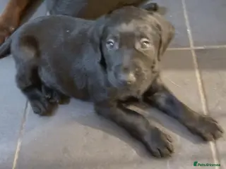 Labrador Retriever dogs READY TO LEAVE 🐶 🐾 only 1 black girl left - Advert 13