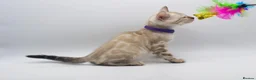 Bengal cats for sale: Stunning TICA Registered Bengal Kittens - Advert 12