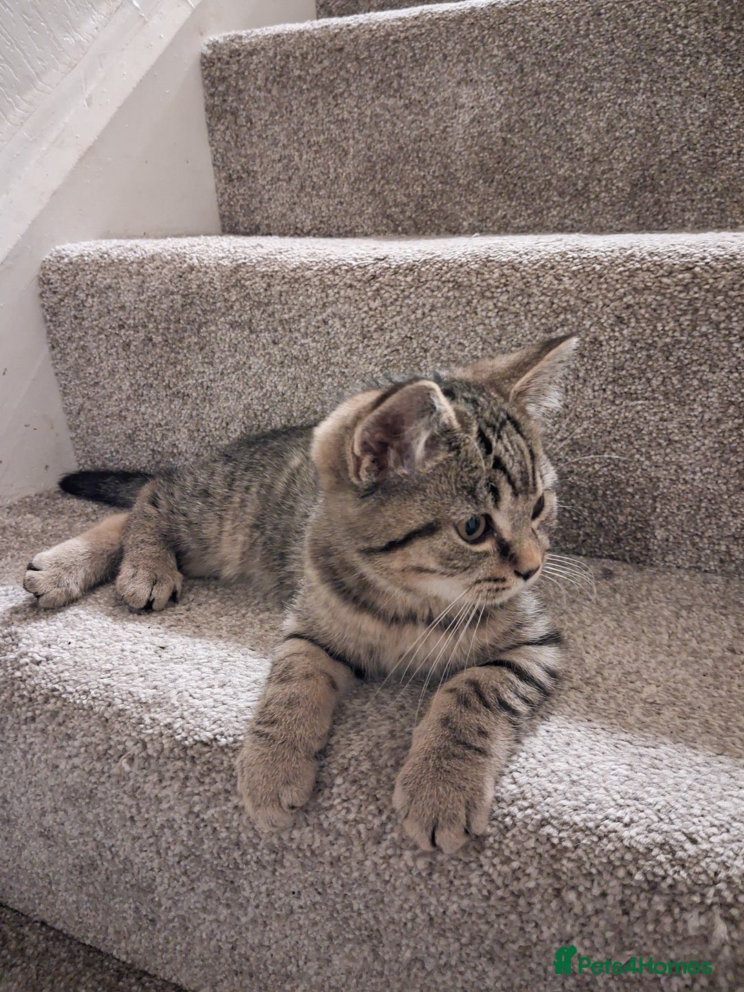 British Shorthair cats for sale: British Shorthair kitten one left boy  - Advert 3