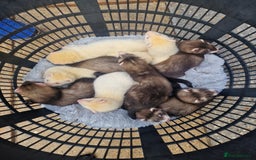 Ferret rodents for sale: Ferret kits Last Albino jill - Image 1