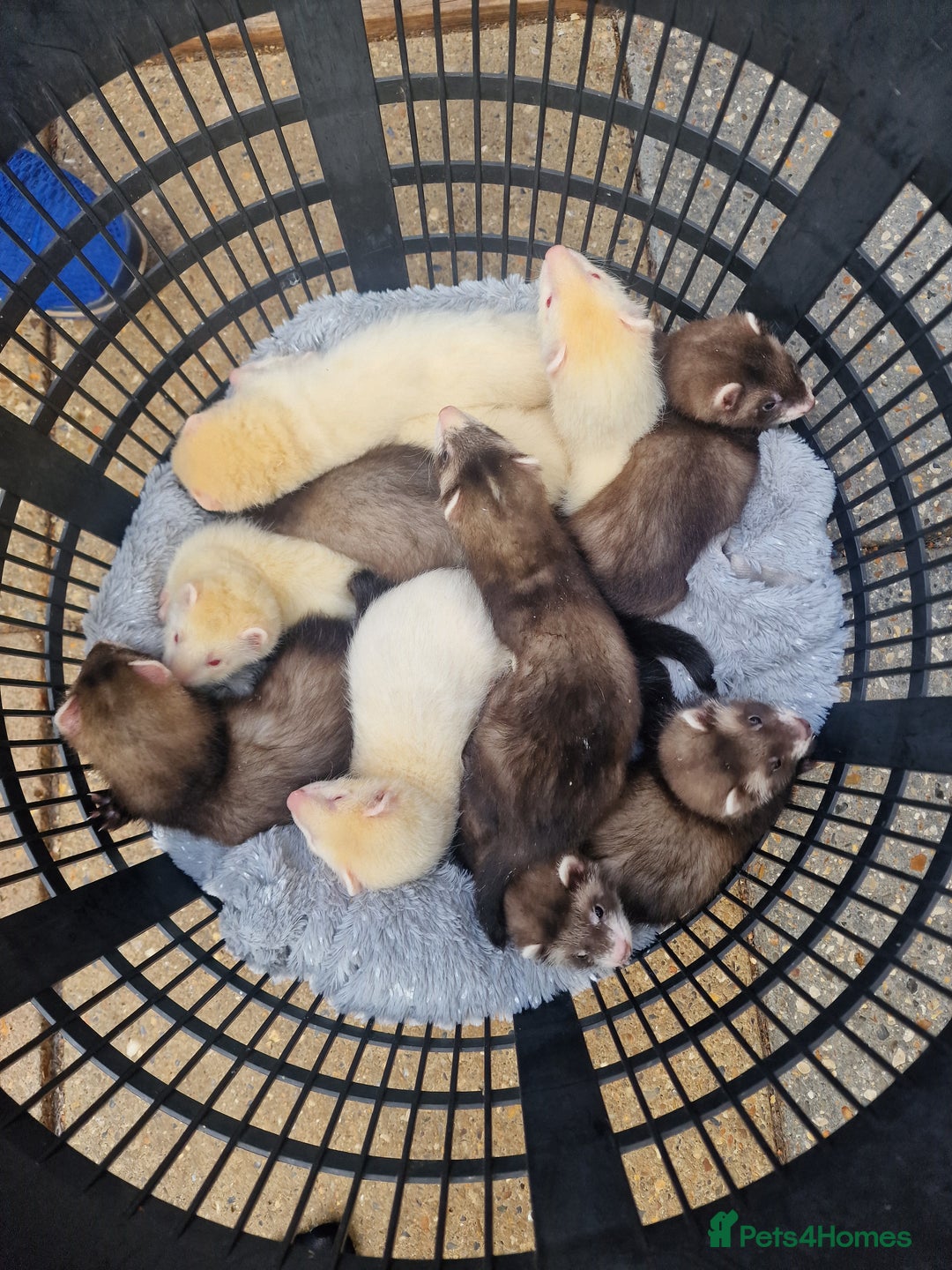 Ferret rodents for sale: Ferret kits Last Albino jill - Image 1