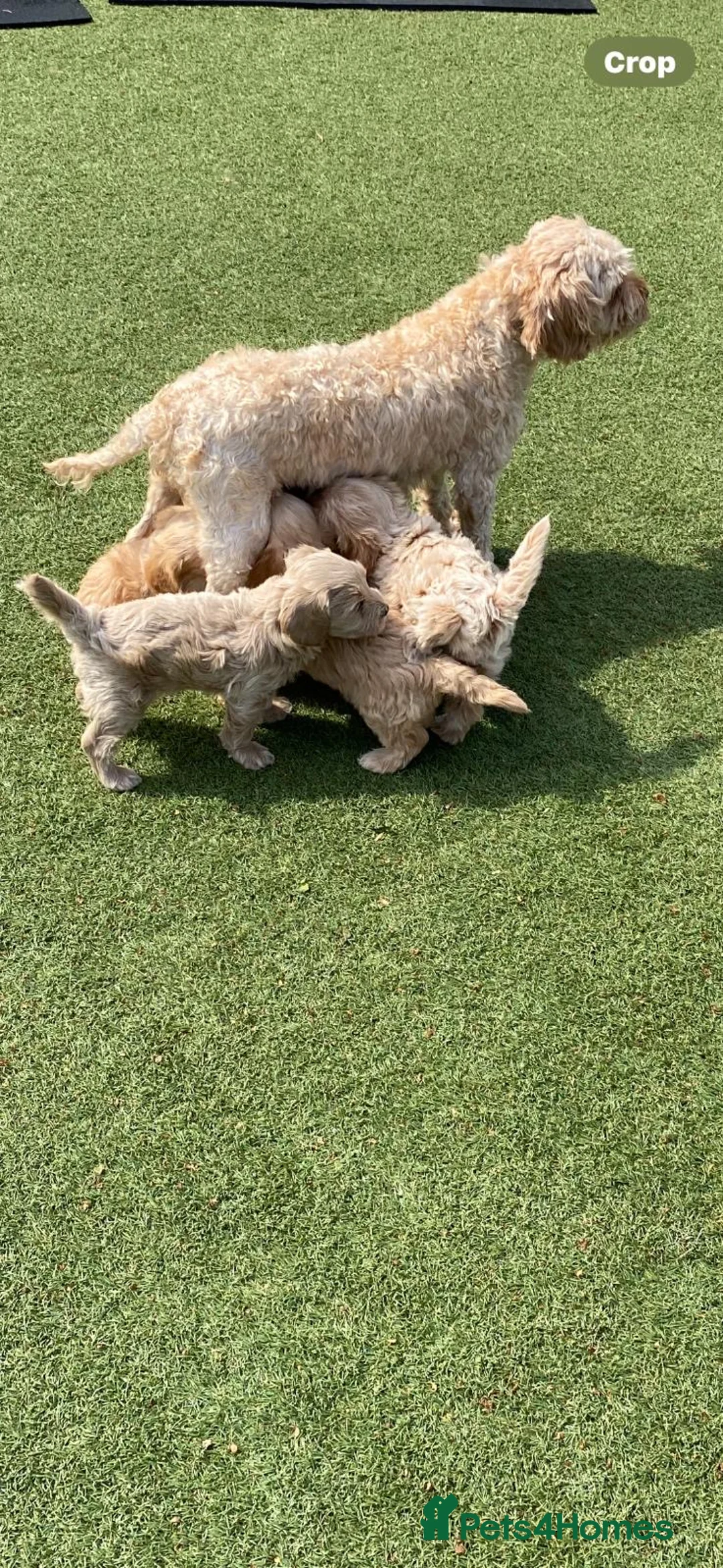 Cavapoo dogs for sale: Beautiful, stunning litter of cavapoo pups - Advert 8