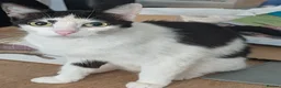 Mixed Breed cats for sale: 4 beautiful kittens - Advert 1