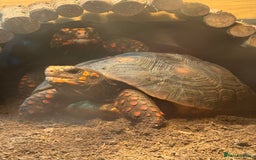 Tortoise reptiles for sale: 2 Redford tortoise with custom made viv - Image 5