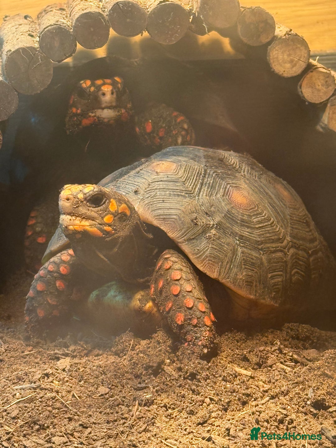 Tortoise reptiles for sale: 2 Redford tortoise with custom made viv - Image 5
