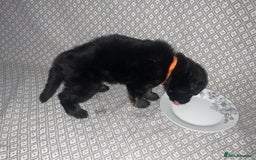 German Shepherd dogs for sale: Czech German Shepherd KC Registered puppies - Image 6