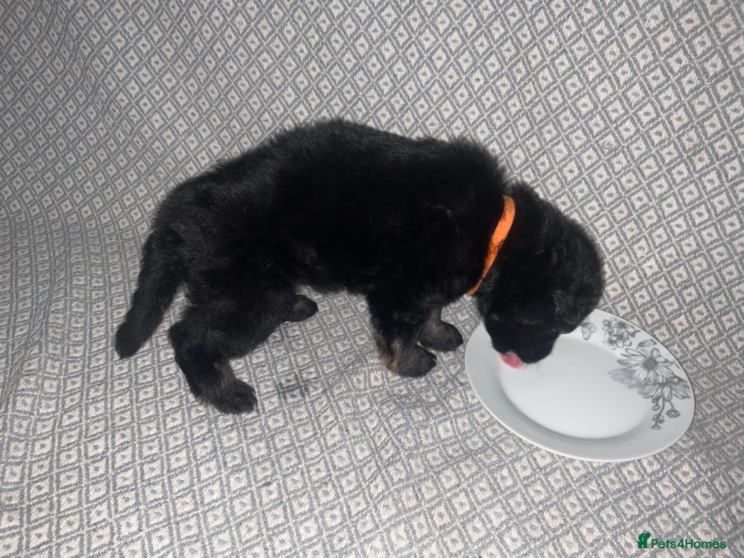 German Shepherd dogs for sale: Czech German Shepherd KC Registered puppies - Image 6