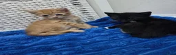 American Shorthair cats for sale: Ginger Male 8 Week Old Kitten - Advert 9