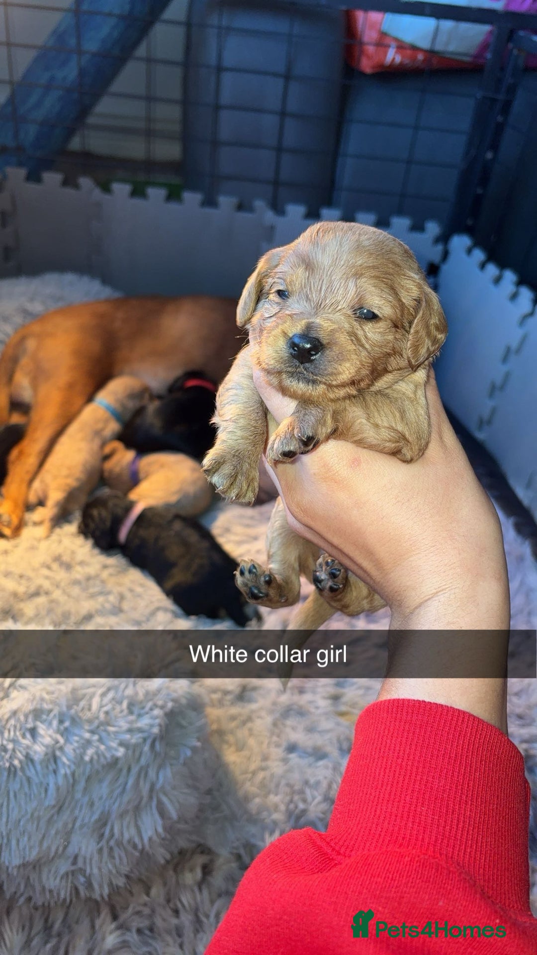 Cavapoochon dogs for sale: Cavapoochon puppies  - Advert 24