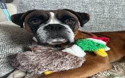 Mixed Breed dogs for sale: 2 gorgeous girls - Image 17