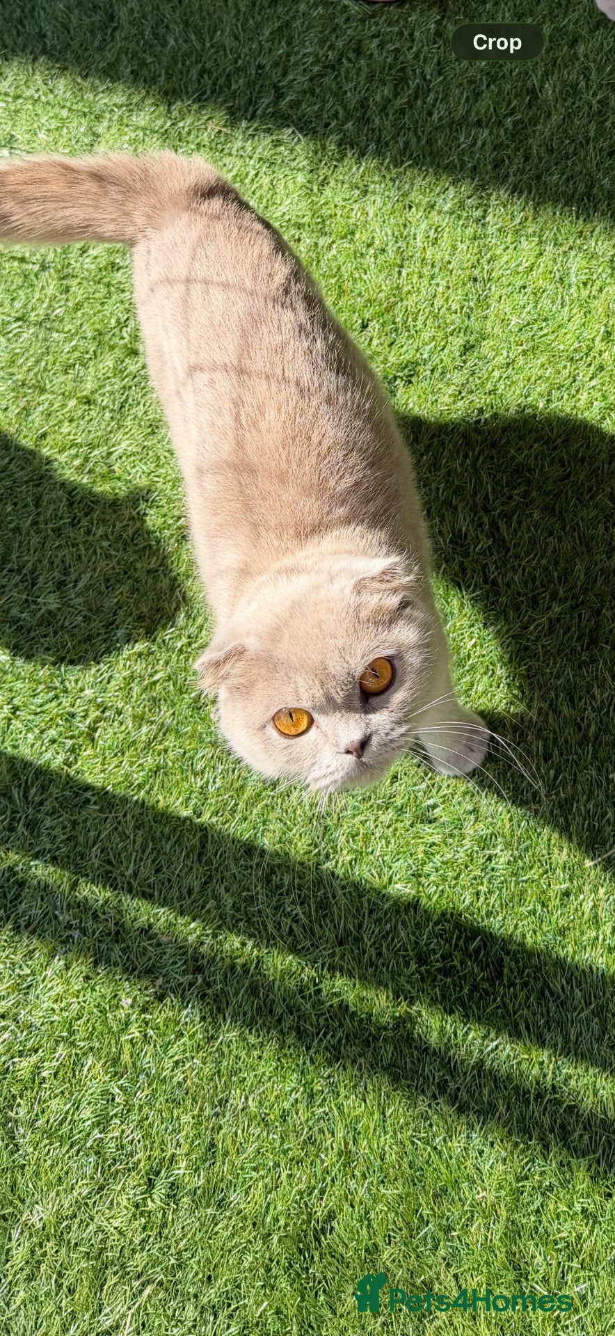 Scottish Fold cats Scottish fold - Advert 1
