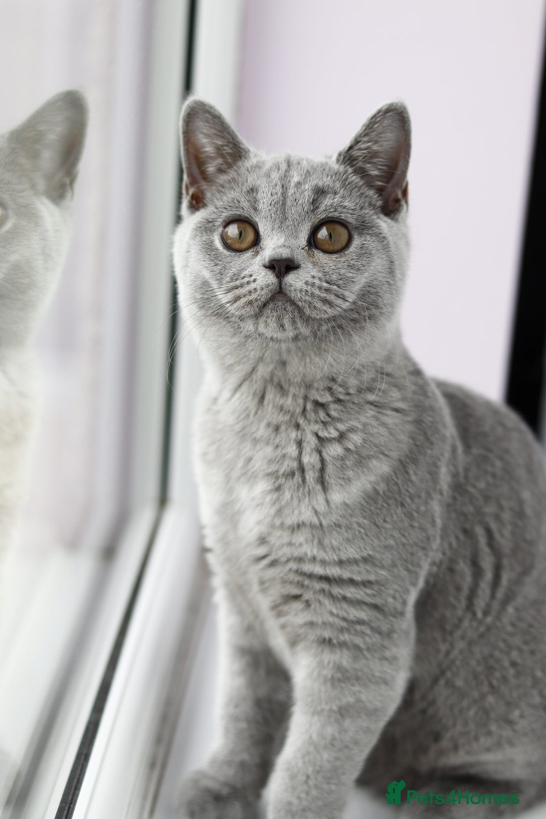 British Shorthair cats for sale: Stunning GCCF&TICA Active BSH Queen - Advert 21