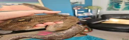 Boa Snake reptiles for sale: isle de maize dwarf boa+ vivarium in West Bromwich - Advert 5