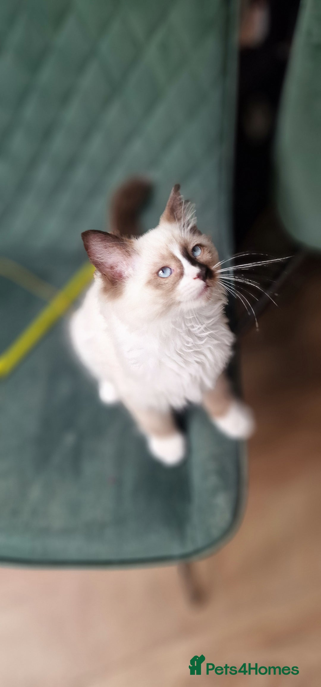 Ragdoll cats for sale: Beautiful Ragdoll Kittens Ready Now - Image 7