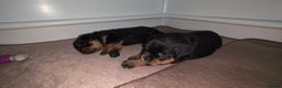 Rottweiler dogs for sale: outstanding Rottweiler pups excellent bloodlines. - Advert 12