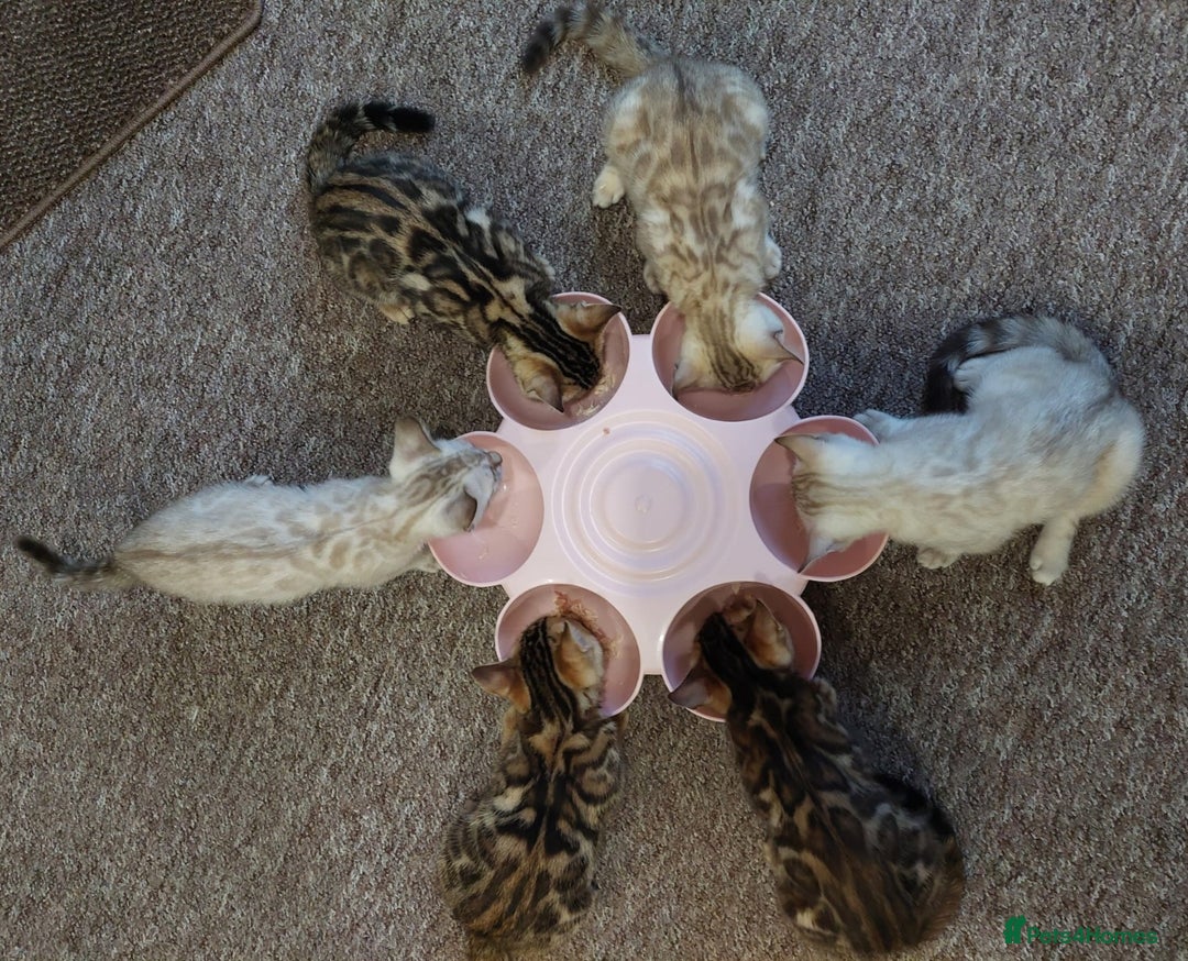 Bengal cats for sale: Stunning Glittered Pedigree Benga kittens  - Image 2