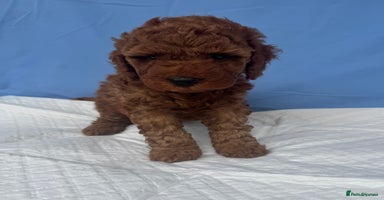 Cockapoo dogs - Advert 2