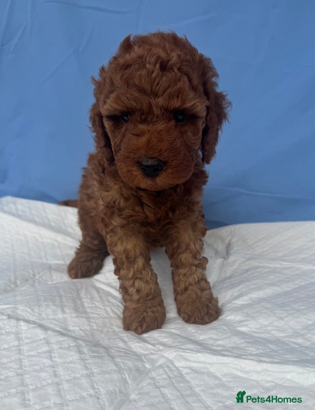 Cockapoo dogs for sale: Gorgeous Cockerpoo F1b - Image 2