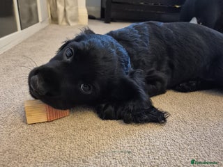 Cocker Spaniel dogs Superb Quality Royal KC Cocker Spaniel Puppies - Advert 1