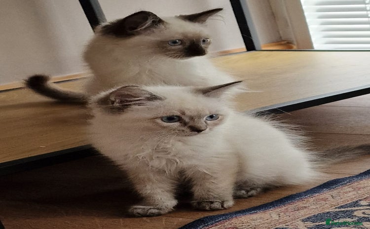 Ragdoll cats - Advert 6