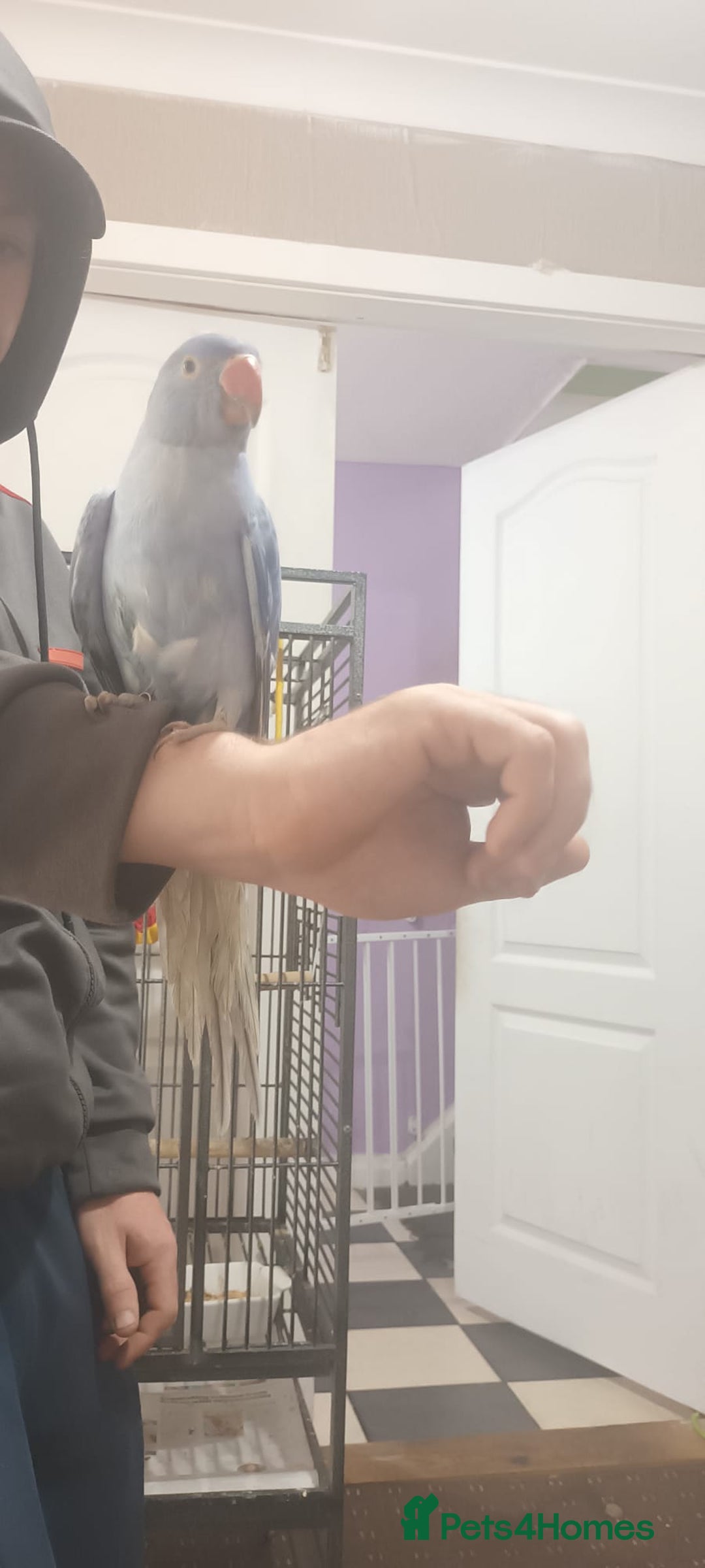 Ringnecks birds for sale: Voilot coloured ringneck for sale  - Image 7