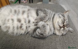 British Shorthair cats for sale: British shorthair blue /tabby kittens  - Image 7