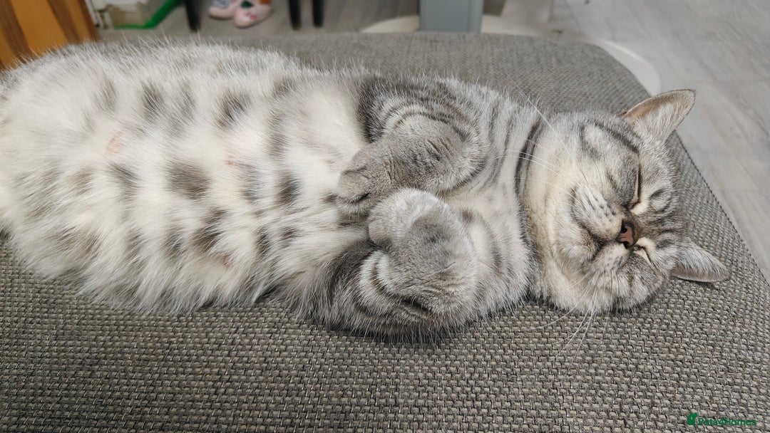 British Shorthair cats for sale: British shorthair blue /tabby kittens  - Image 7