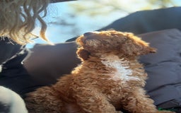 Cockapoo dogs for sale: Cockapoo puppies in Preston - Image 35