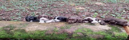 Cocker Spaniel dogs for sale: FTCH x OFTW in Bridgend - Advert 1