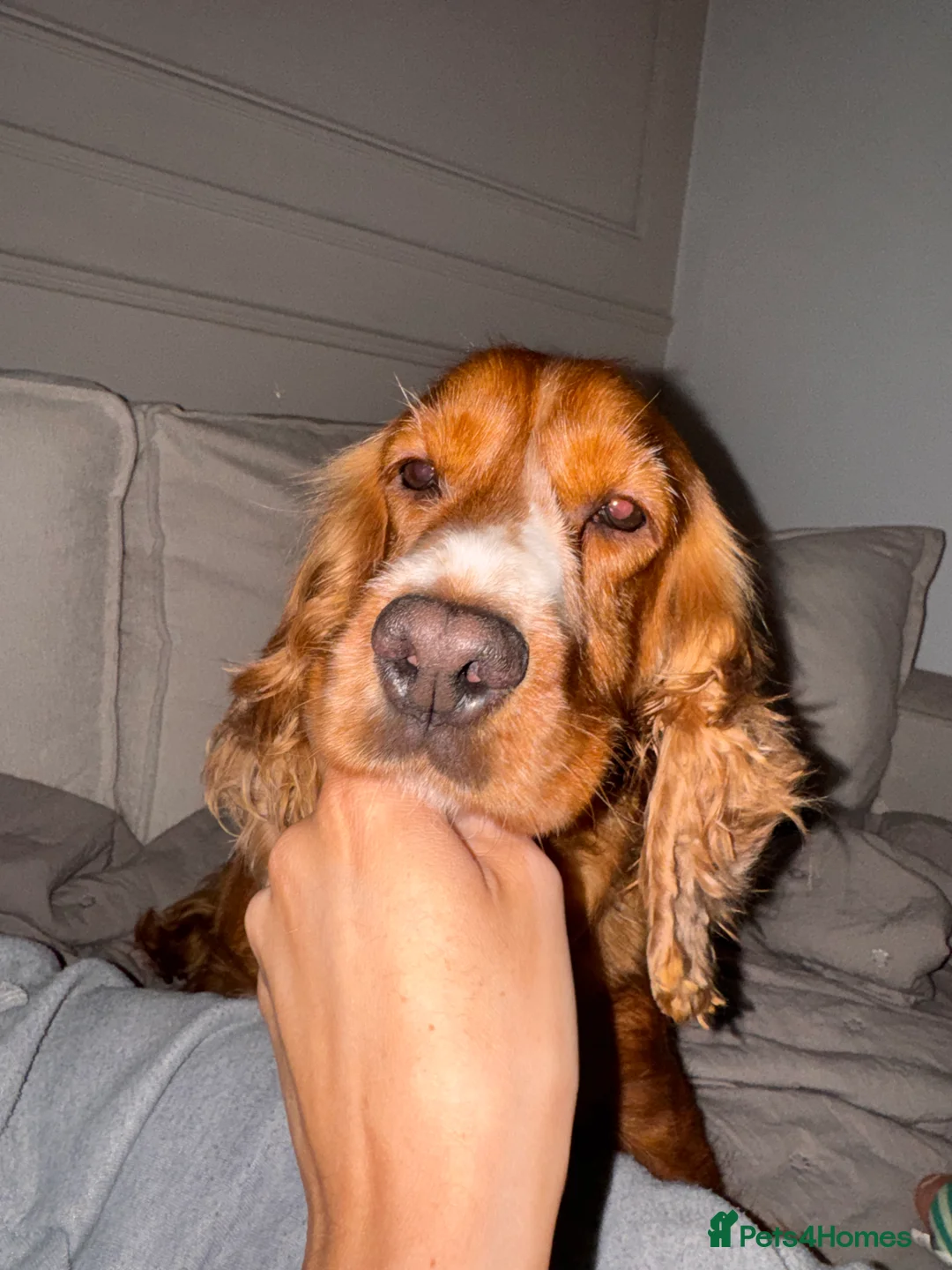 Cocker Spaniel dogs for sale: Beautiful show cocker spaniel girl- 2 years old.  - Advert 2