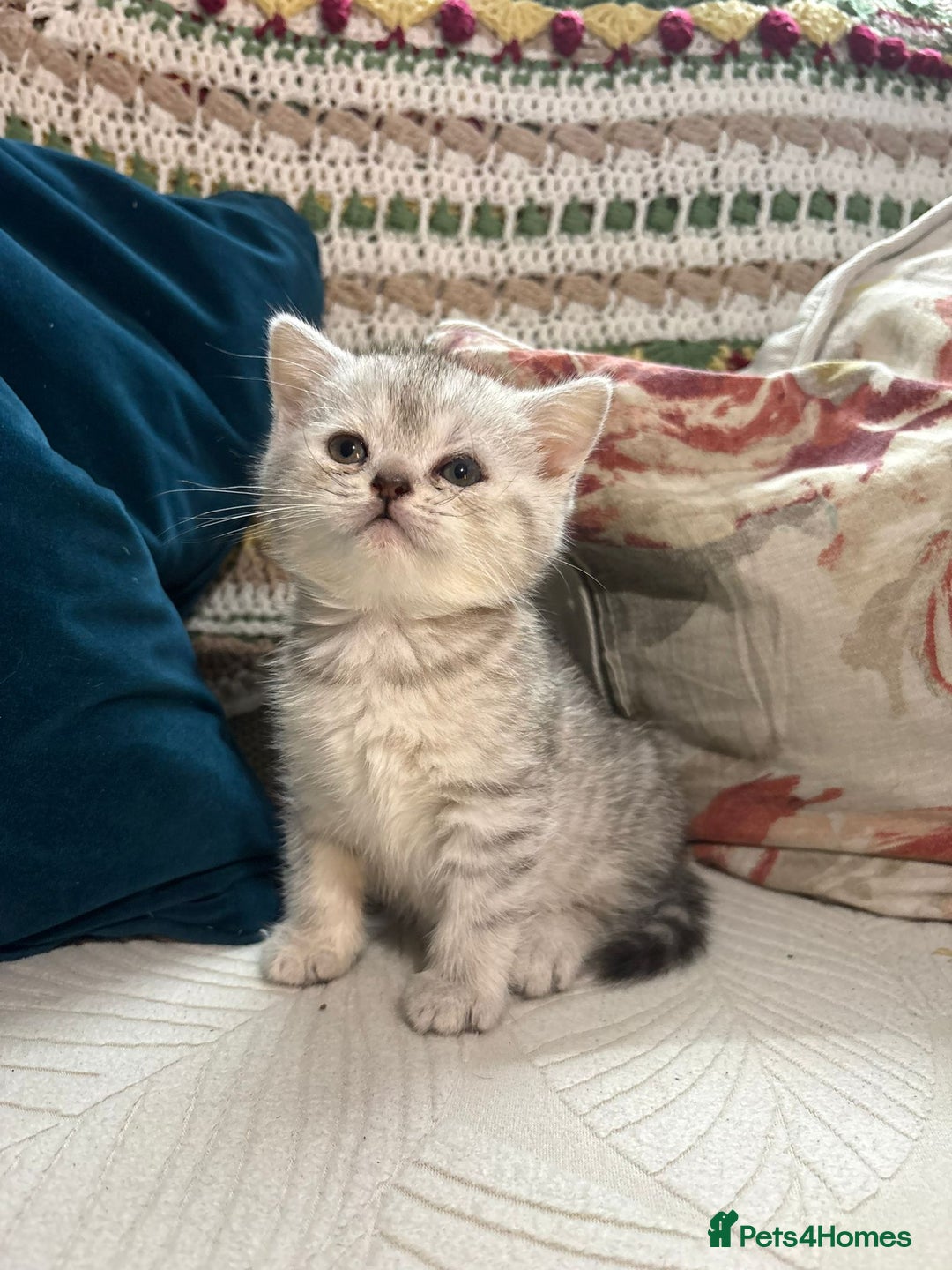 British Shorthair cats for sale: Gorgeous British shorthair kittens  - Advert 32