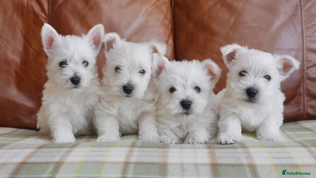 West Highland Terrier dogs for sale: Stunning West Highland Terrier Puppies - Advert 2