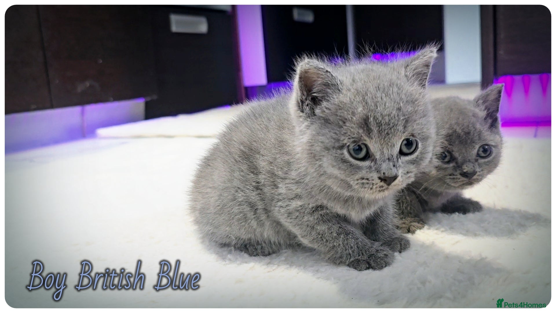 British Shorthair cats Pure British Blue Shorthair Kittens - Advert 2