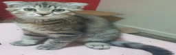 Mixed Breed cats for sale: Boy and girl - Advert 14